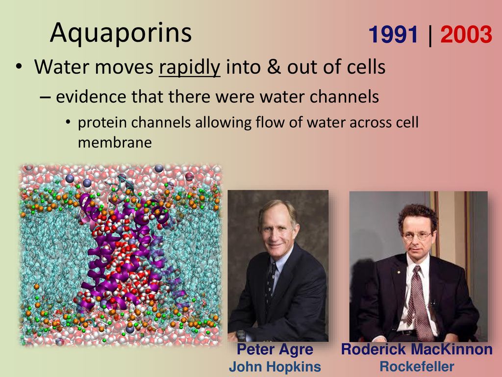 Movement across the Cell Membrane (Ch. 7) - ppt download